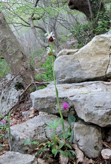 Ophrys crabronifera & Ophrys holosericea sp. � Monti Lucretili  (Roma).